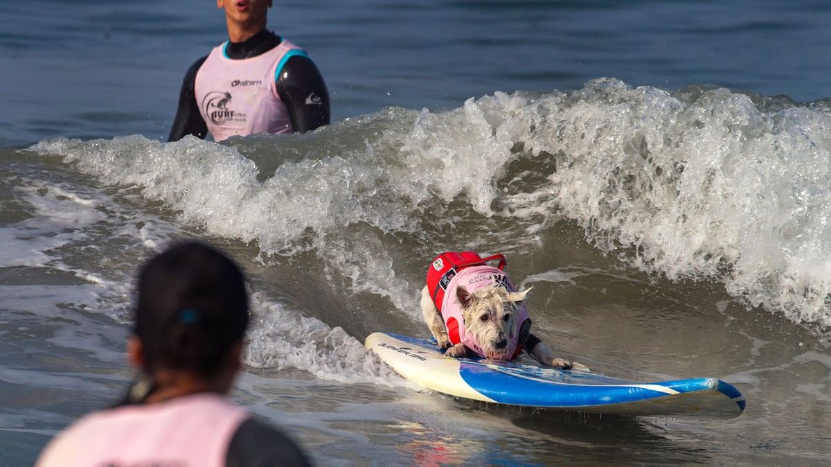 Soutěž v psím surfování vyhrál westík